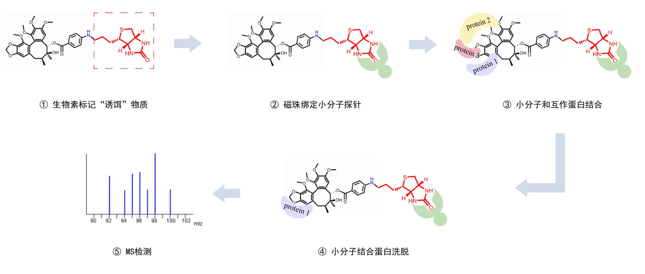 12.5靶筛-pulldown图片1(1).png