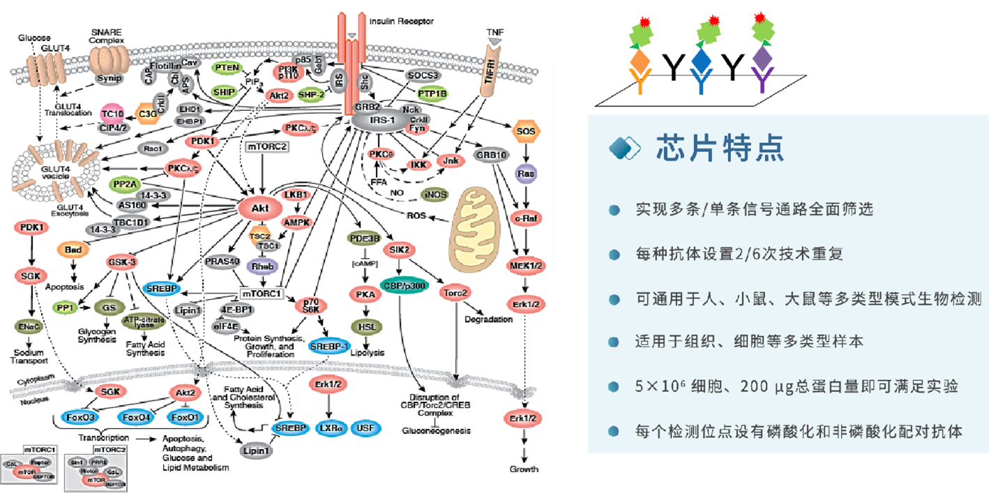 12.9信号通路图片1.png